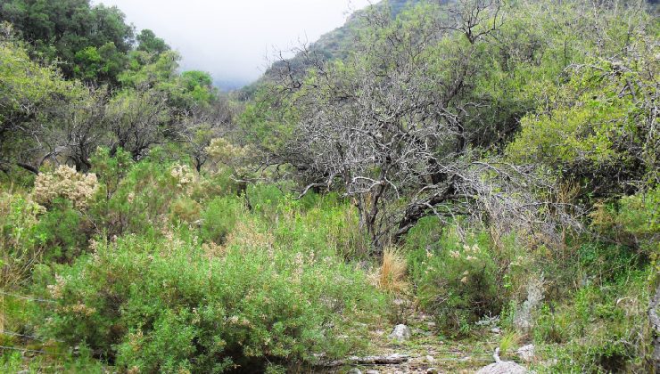 Últimas dos semanas para la presentación de planes de Bosque Nativo
