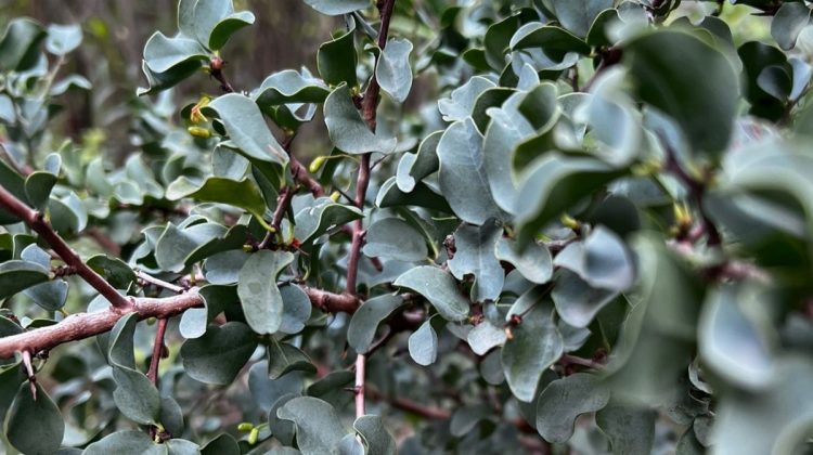 Extienden la convocatoria para fondos de bosque nativo hasta el 11 de julio