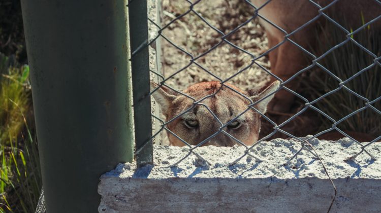 San Luis dará un paso clave en la protección del puma