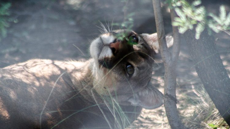 Animales de la Reserva Florofaunística de La Florida se resguardan del frío