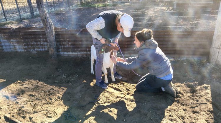 Continúa la asistencia sanitaria a pequeños y medianos productores en zonas rurales