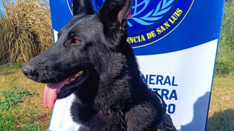 Gina, la perra policía que detectó casi $8 millones en marihuana en un operativo