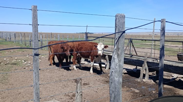 Continúa la campaña sanitaria para pequeños productores rurales