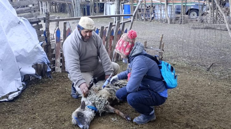 Controlan la salud de los animales de pequeños productores de Chacabuco y San Martín