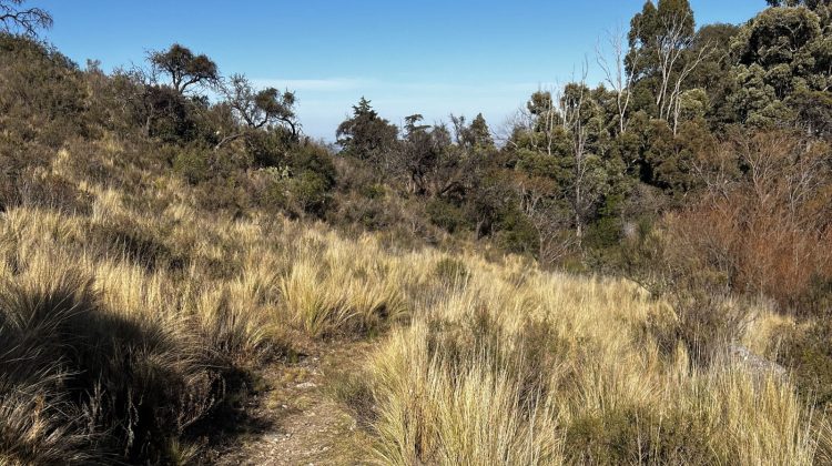 Dictaron el curso ‘Biodiversidad en la Sierra de los Comechingones’ en Mogote Bayo