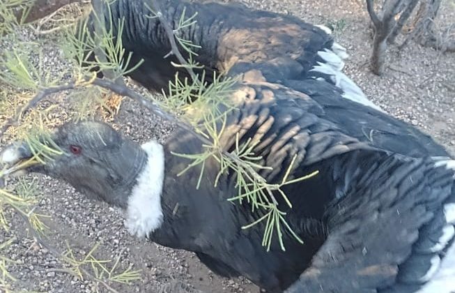 Un cóndor andino con graves heridas ingresó al Centro de Conservación de Vida Silvestre