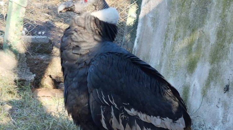 Una cóndor andino hembra rescatada se recupera en La Florida
