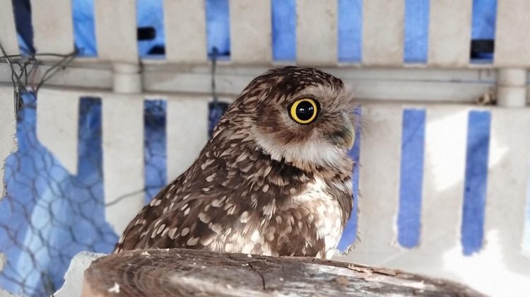 Más ejemplares se recuperan en el Centro de Conservación de La Florida