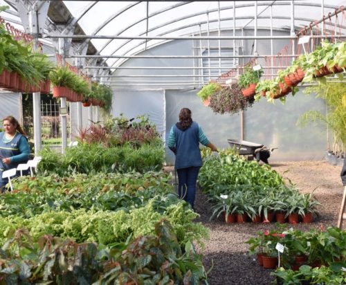 La jornada de formación en el Vivero Improfop será reprogramada por pronóstico de lluvias
