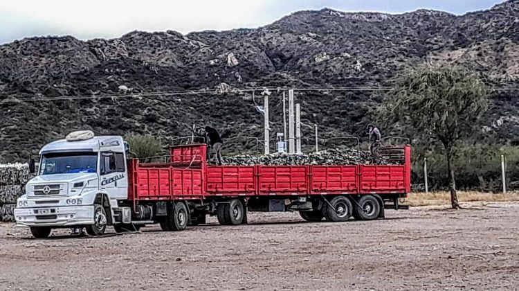 La Jarilla reinsertó 30.000 kilos de vidrio a la industria