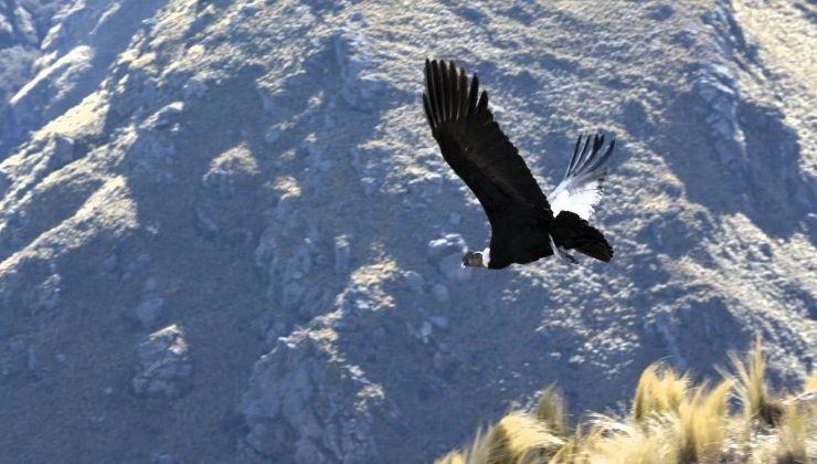 Proyectarán el documental ‘Salvar al Cóndor Andino’ en la Casa del Poeta