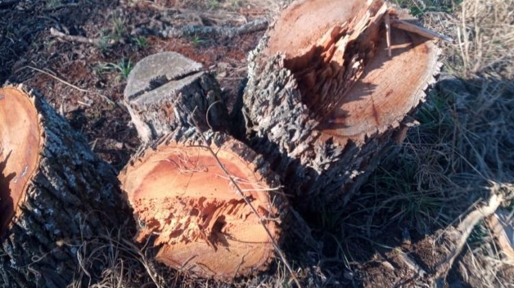 Realizaron una constatación por la tala de más de 200 caldenes en el sur provincial
