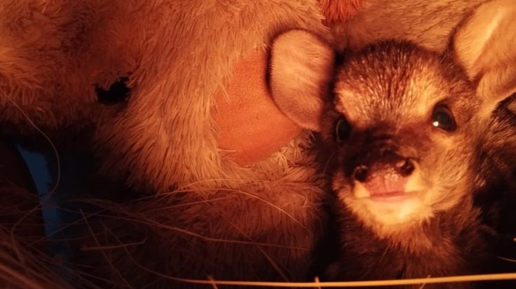 Un pecarí de collar, un carancho y una pequeña corzuela son cuidados en el Centro de Conservación