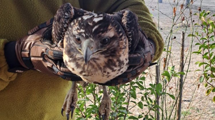 Un águila mora juvenil se recupera en el Centro de Conservación de Vida Silvestre