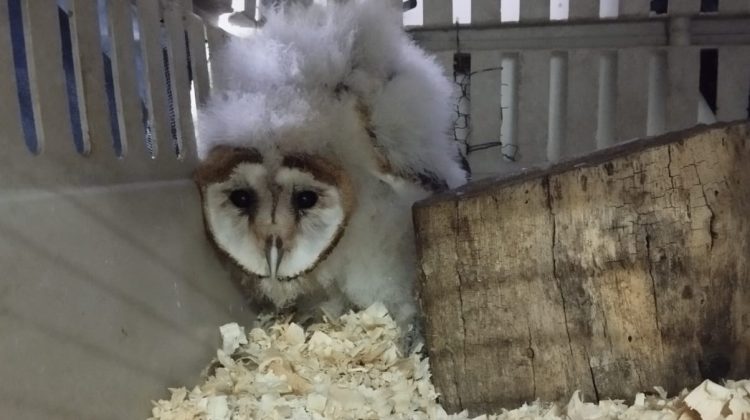 Dos ejemplares de la fauna nativa se recuperan el Centro de Conservación de Vida Silvestre