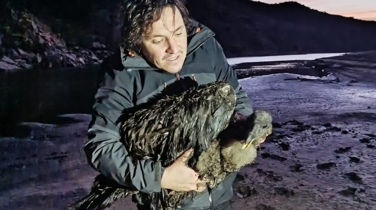 El cóndor juvenil está recuperándose en Temaikén y se espera que sea liberado en la Patagonia