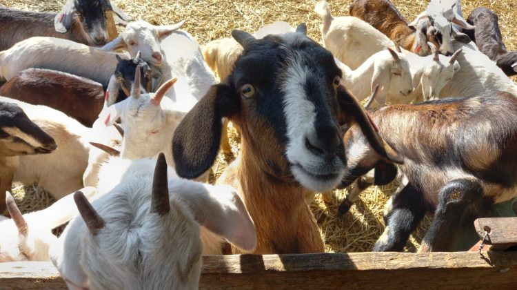 Sol Puntano rematará animales del módulo genético para mejorar la producción local