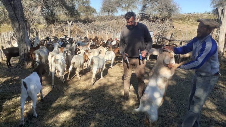 Continúa la asistencia sanitaria a pequeños productores del norte de San Luis