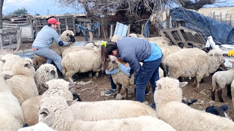 Plan de Promoción Rural: continúa la asistencia directa a productores del interior provincial
