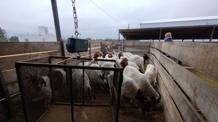 Sol Puntano y la Facultad de Veterinaria miden el impacto parasitario en la producción caprina