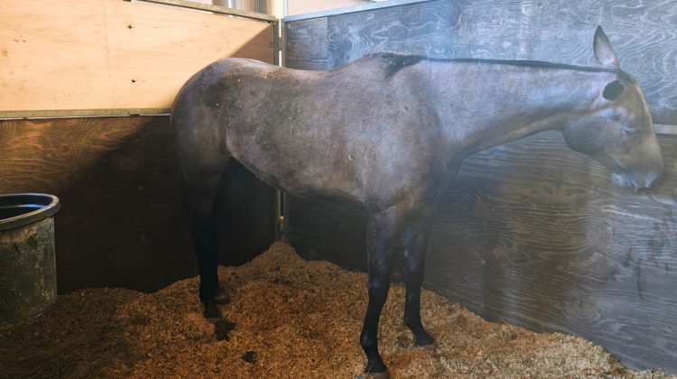 San Luis exhibe su potencial en infraestructura y recursos humanos para la cría de caballos de polo