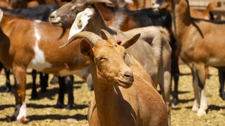 El Laboratorio del Campo pone herramientas a disposición del productor