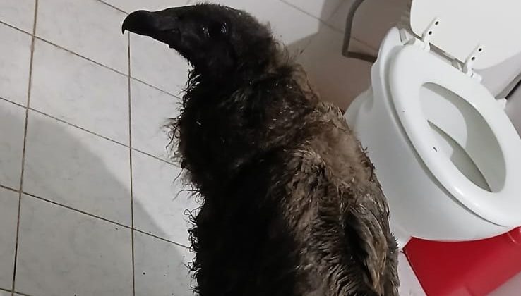 Increíble rescate y rápida liberación de un ejemplar juvenil de cóndor andino
