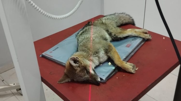 Una zorra gris ingresó desde Villa de Merlo y se recupera en La Florida