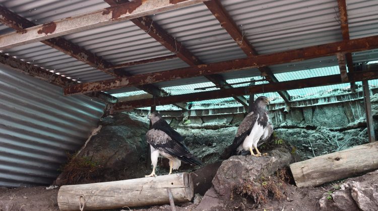 La Reserva de La Florida suma un nuevo recinto a su sendero de fauna