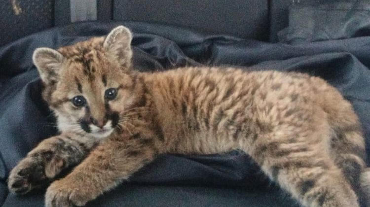Una cachorra de puma fue rescatada en Fraga