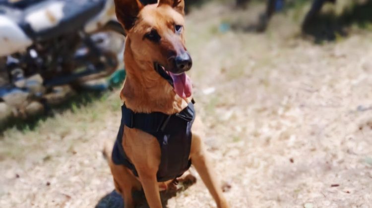 Mirko, el perro de la Policía Caminera que protege las rutas de San Luis
