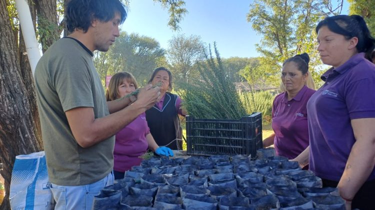 Realizarán un taller de producción de esquejes de romero en Villa Mercedes
