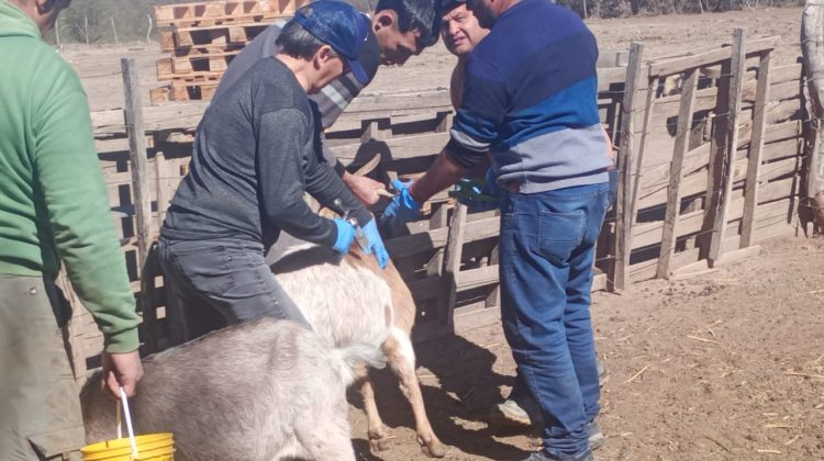 Brindaron sanidad y asesoramiento a productores de Nogolí y Boca del Tigre