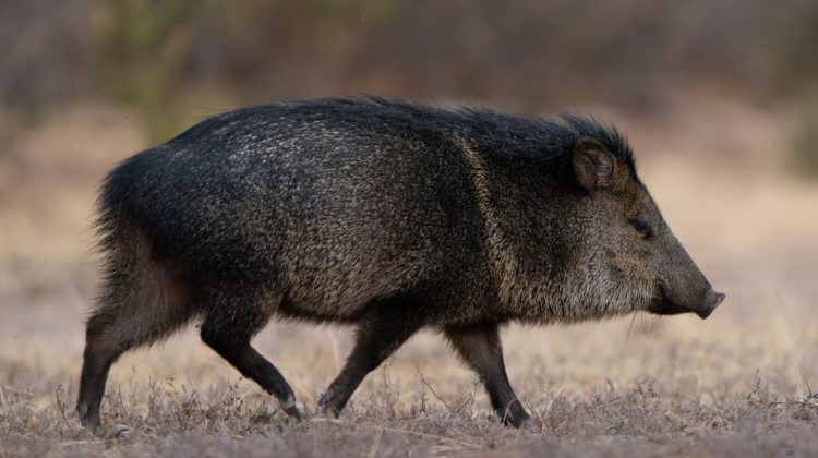 Ambiente pide circular con precaución en caminos serranos ante la presencia de fauna nativa