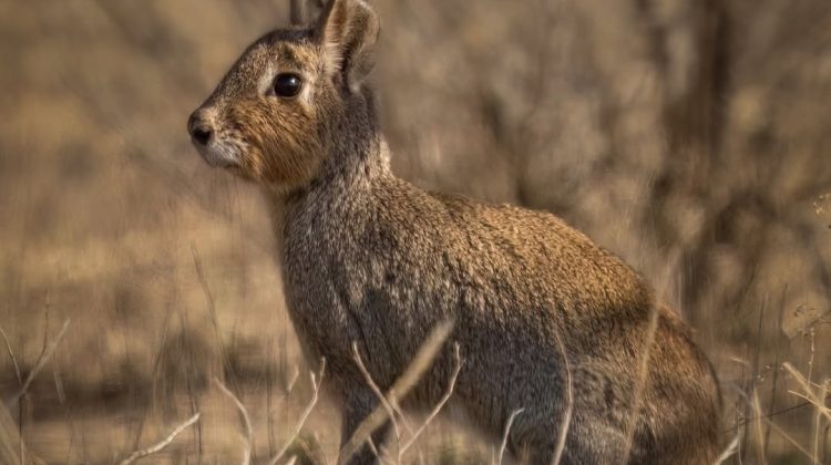 Captan al fascinante conejo de los palos en cámara