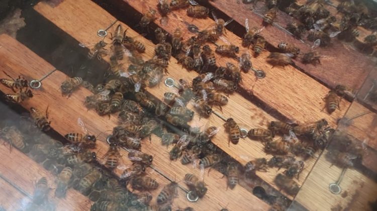 Estudiantes de San Miguel desarrollan su proyecto ‘Ecocolmena’