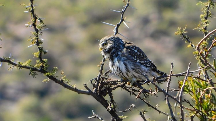Fotógrafos del proyecto AvisArte tomaron fotos de aves nativas en Piscu Yaco