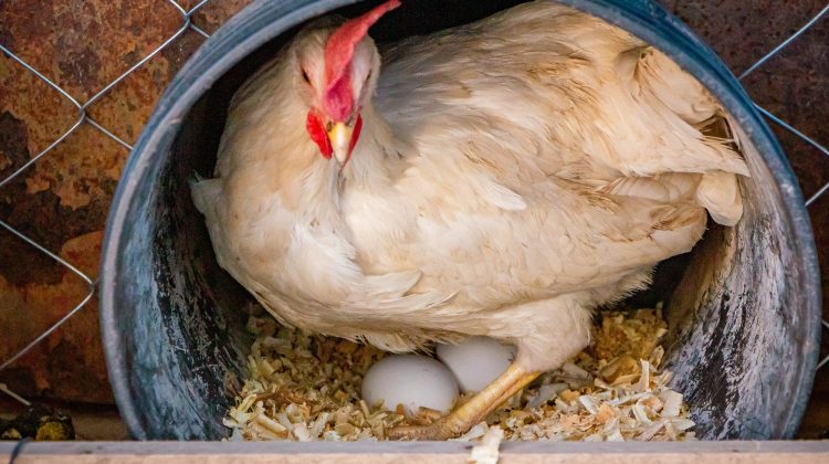 El espacio productivo de Desarrollo Humano sumó gallinas ponedoras