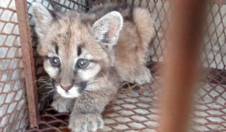 Un cachorro de puma ingresará al Centro de Conservación de Vida Silvestre