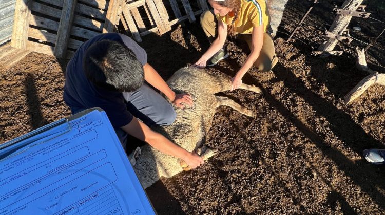 Estudiantes lideran una iniciativa para combatir parásitos en animales