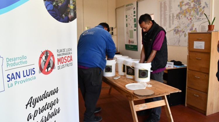 San Luis inicia la campaña contra la mosca de los frutos con machos estériles