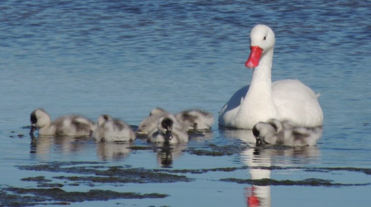 Cisnes y coipos se dejan ver en los Espejos de Agua de Villa Mercedes