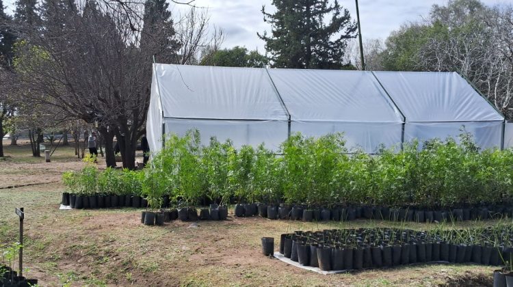 El vivero de San Francisco del Monte de Oro estrena un nuevo invernáculo