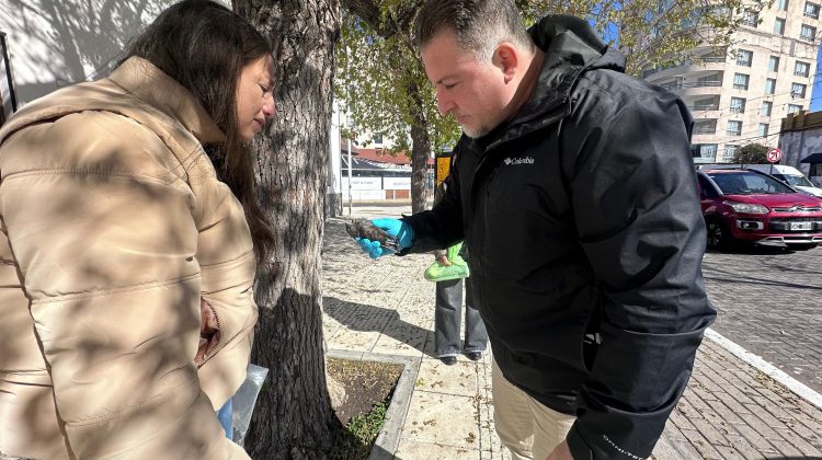 Ambiente realizó una constatación por aves muertas en la ciudad de San Luis
