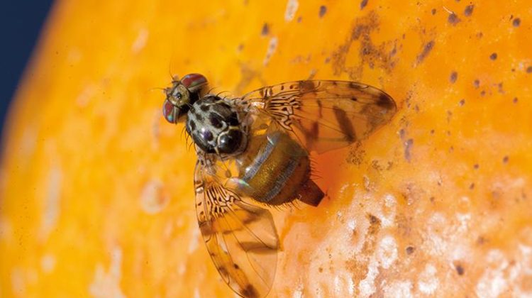 Liberarán machos estériles de la mosca de los frutos en Luján, Quines y Candelaria