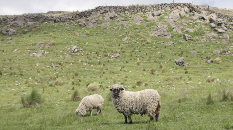 La semana comienza con mañanas frías y chance de heladas en varias localidades