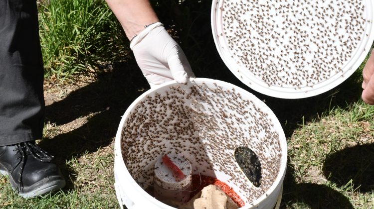 Avanza el plan de erradicación de la mosca de los frutos en distintas localidades