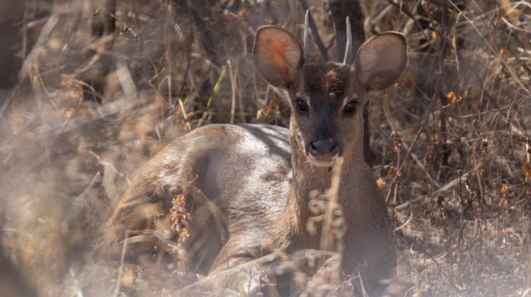 La reserva Punta del Agua instaló cámaras para documentar fauna nativa