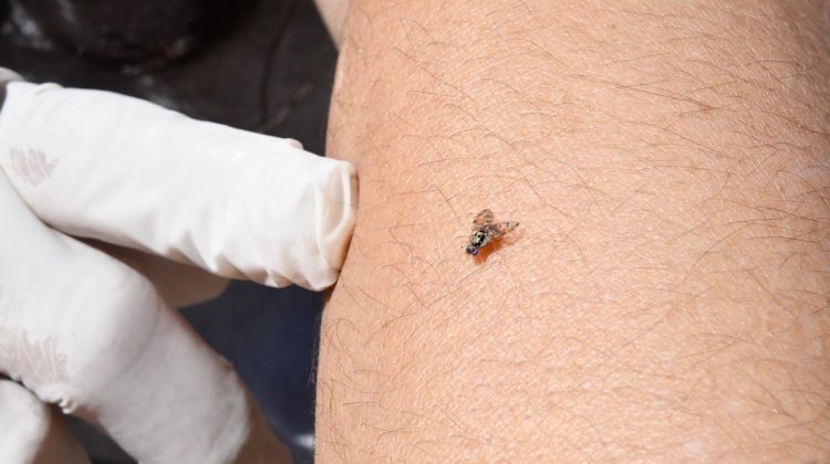Plan de Erradicación de la Mosca de los Frutos: realizarán operativos en San Luis