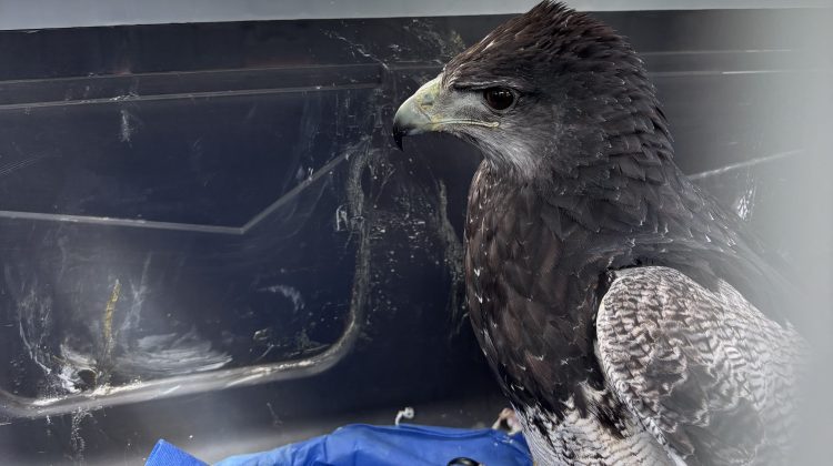 Rescataron un águila mora en Villa de Merlo